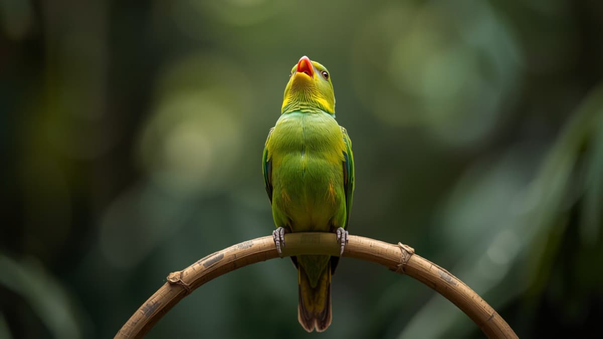 Cara membuat lovebird ngekek panjang dan stabil