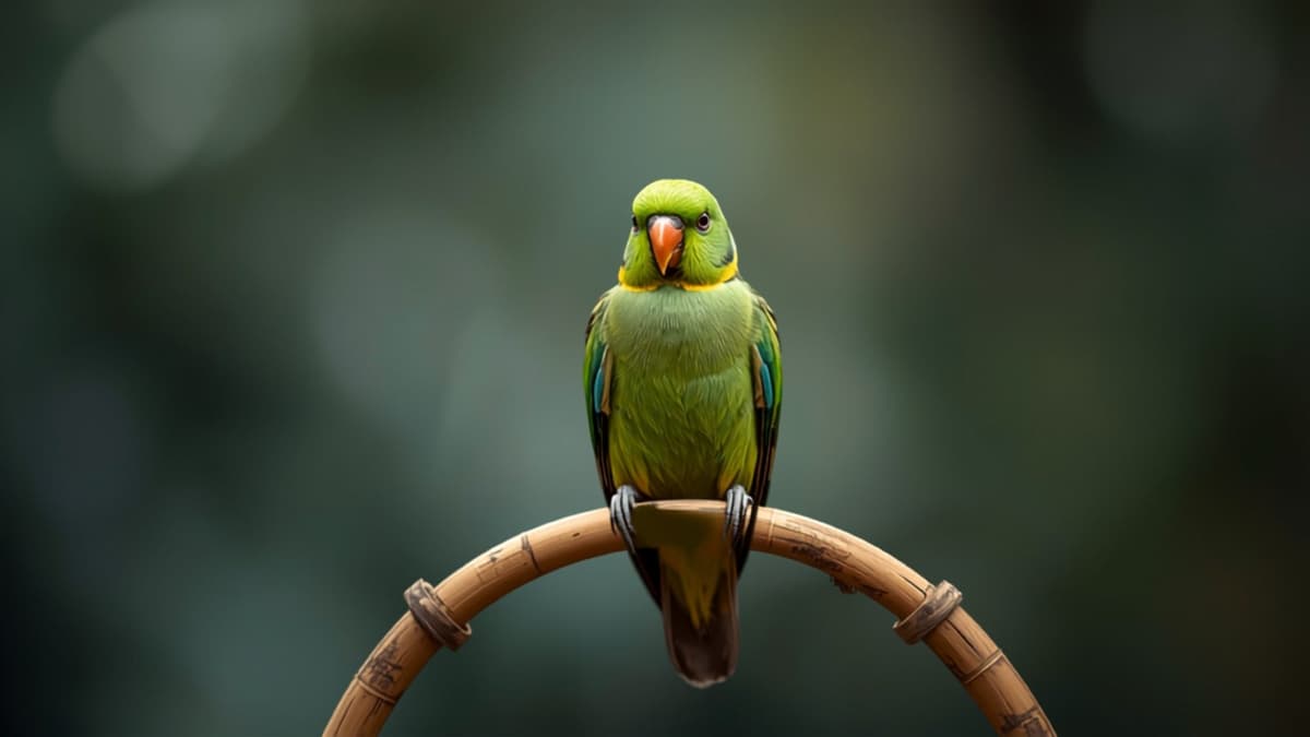 Cara merawat lovebird harian dari pemula sampai siap lomba